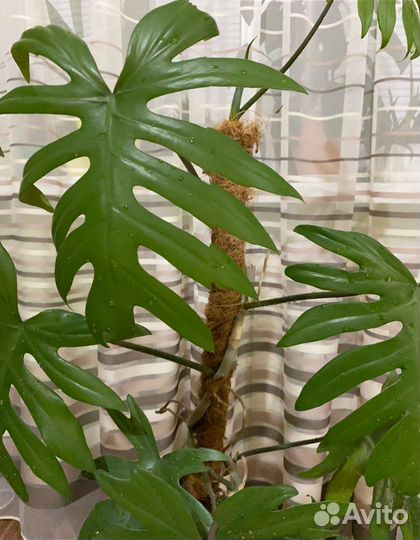 Филодендрон Майо