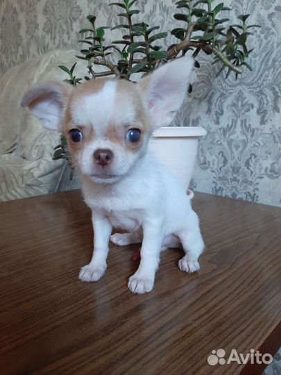 Чихуахуа мальчик