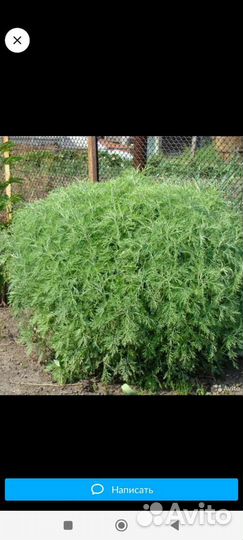 Полынь лимонная(божье дерево)