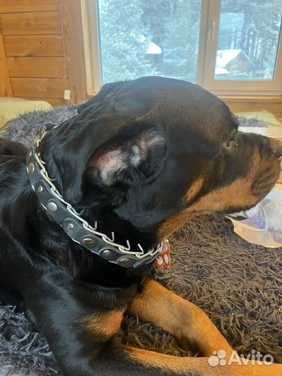 Строгий ошейник на больших собак