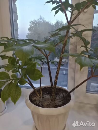 Аморфофаллус