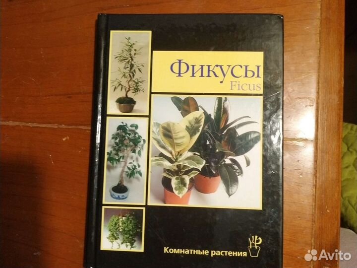 Книга Фикусы ае Курлович