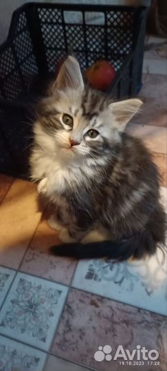 Кошки мейн-кун