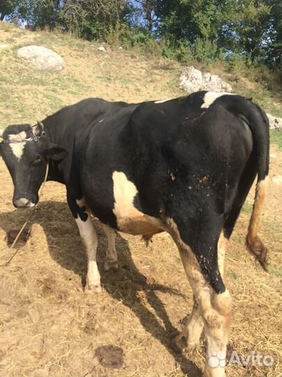 Крс по крыму