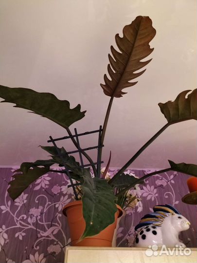 Филодендрон Карамель