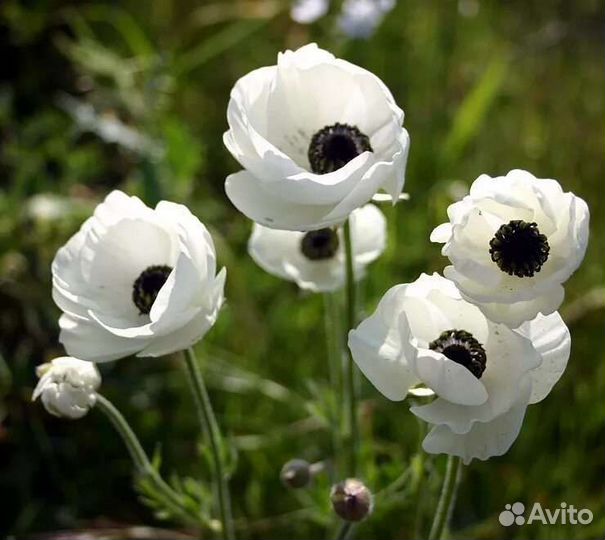 Мак декоративный