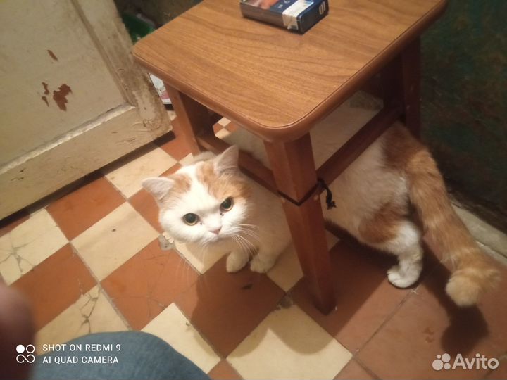 Отдам кота в добрые руки