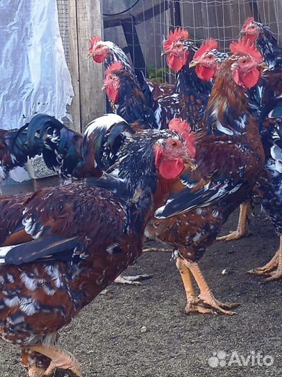 Чистокровные петухи ливинские ситцевые