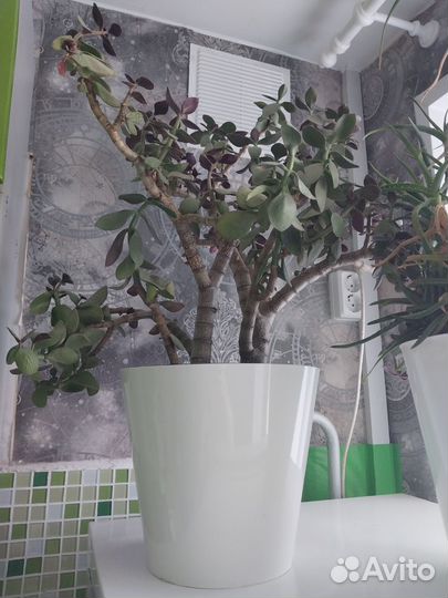 Комнатные цветы денежное дерево/алоэ