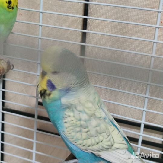 Попугаи ввп чехи