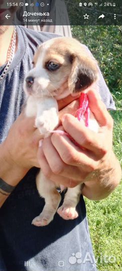 Бигль щенки