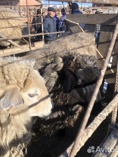 Овцы бараны