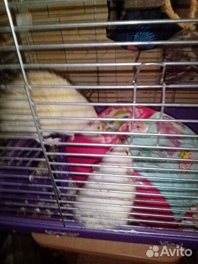 Продам крыску