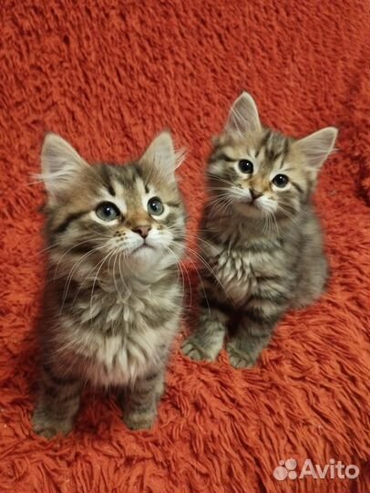 Сибирские котята