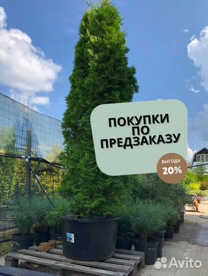 Туи садовые