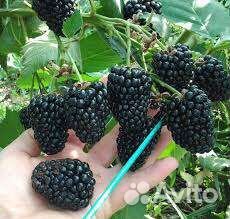 Ежевика ремонтантные сорта