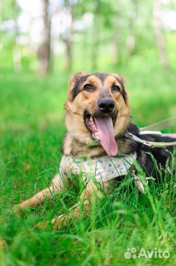 Собака малышка Флора ищет семью щенок