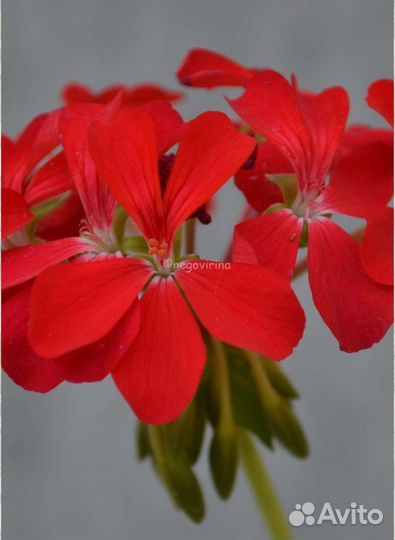 Пеларгония Happy thought сортовая