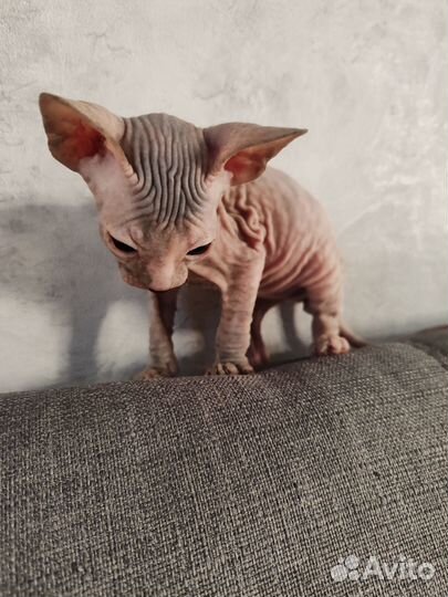 Донской сфинкс