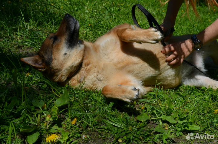 Собака в добрые руки