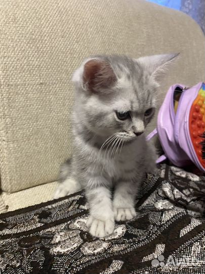 Кот британец серебристый