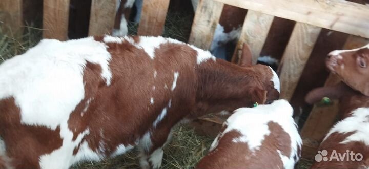 Телята доставка