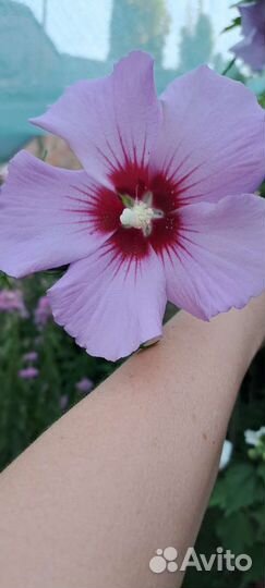 Гибискусы травянистые и древовидные