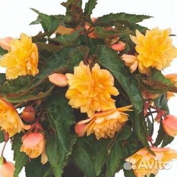 Бегония ампельная