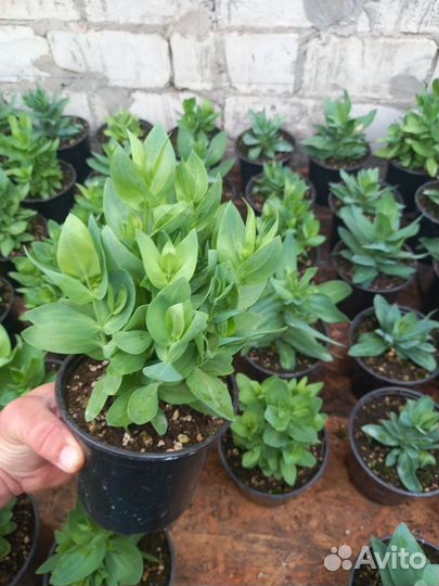 Рассада эустомы низкорослой и высокой