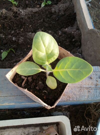 Рассада табака Серебрянка(Махорка)