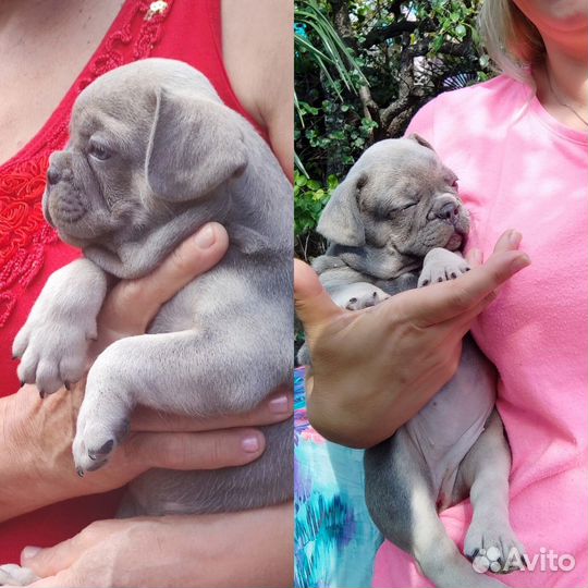 Девочки и мальчики французики