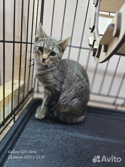 Котята в добрые руки москва маленькие