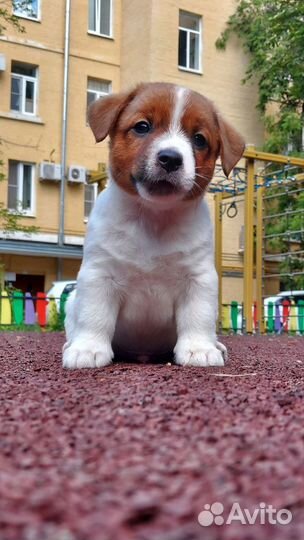 Джек рассел терьер гладкошерстный кобель