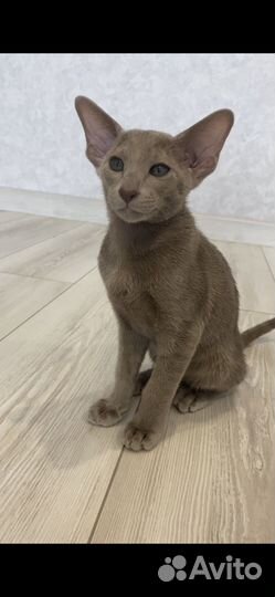 Ориентальные котята