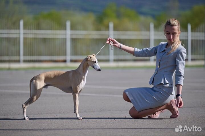 Услуги Проф.Хендлера, подготовка к выставкам