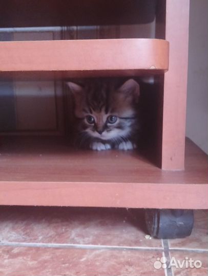 Шотландские котята