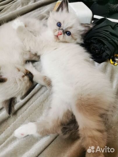Котята рэгдолл