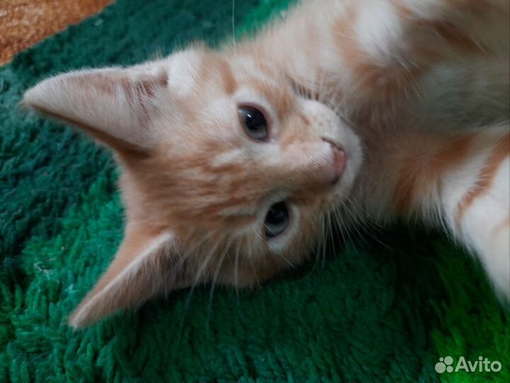Котенок в добрые руки