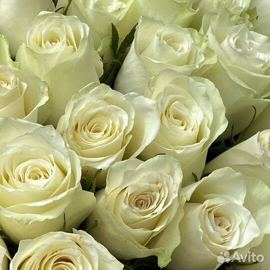 51 роза Букеты Цветы Розы 15 25 45 75 101