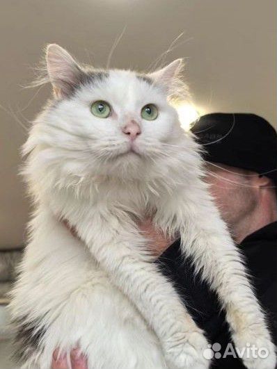 Кот в добрые руки