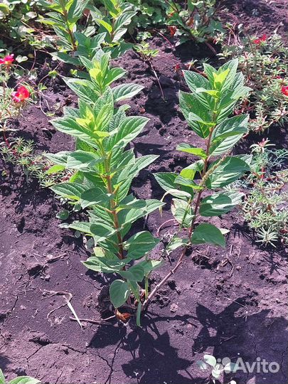 Гортензия метельчатая Тардива