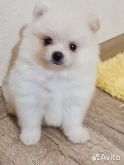 Шпиц mini померашки