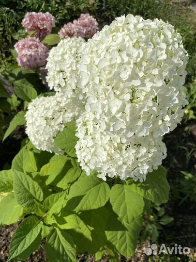 Гортензия саженцы и букеты
