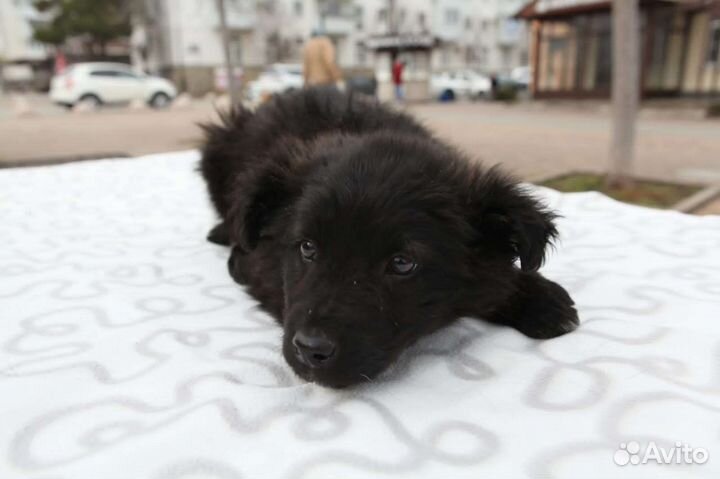 Щеночек, 3 месяца, девочка