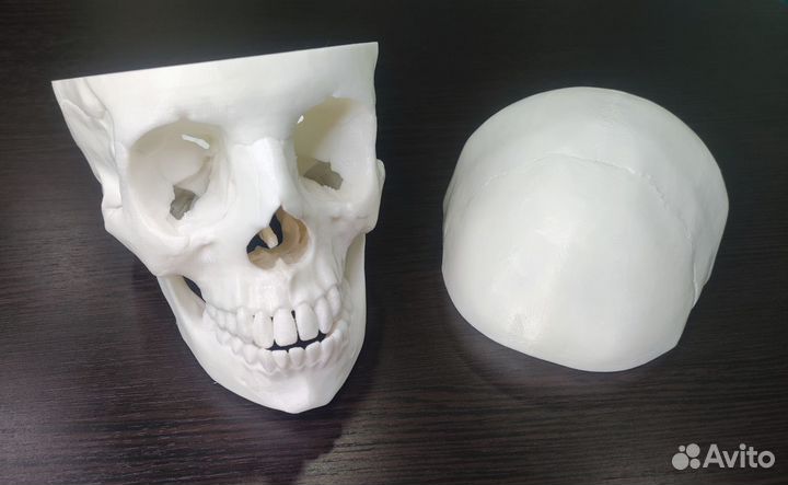 Анатомический череп человека