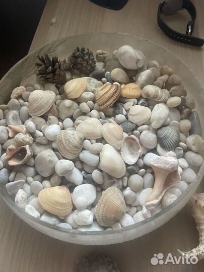 Морские ракушки раковины большие
