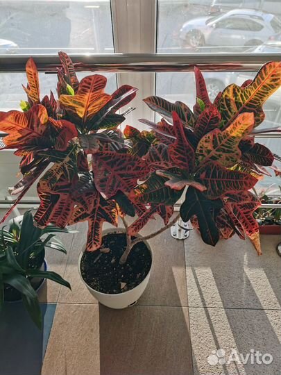 Кодиеум кротон