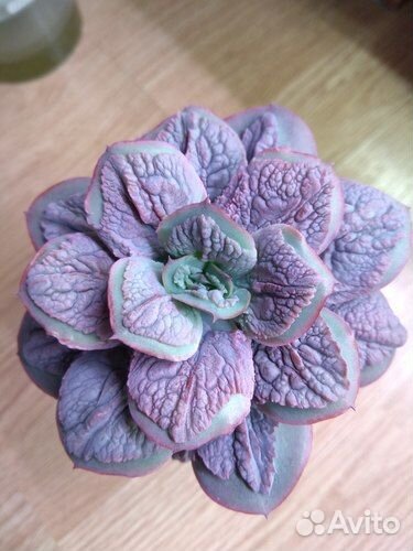 Эхеверии с наростами и капусты