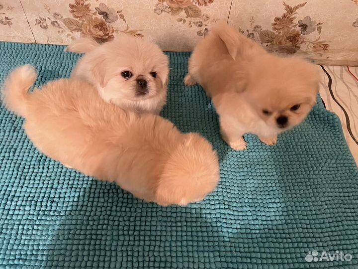 Щенки пекинеса