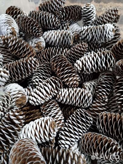 Шишки еловые